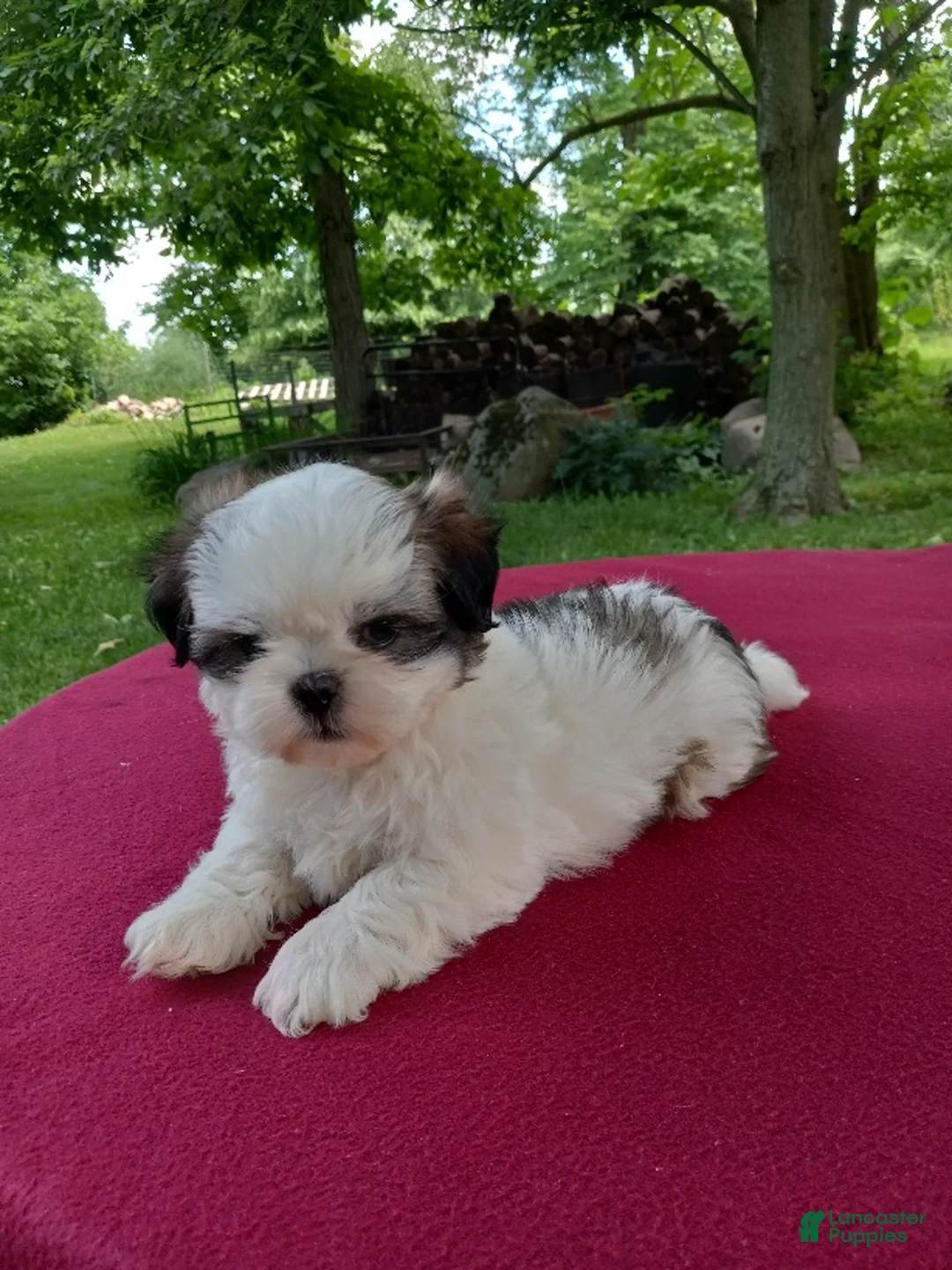 Shih Tzu dogs for sale: Buddy - Ad 3
