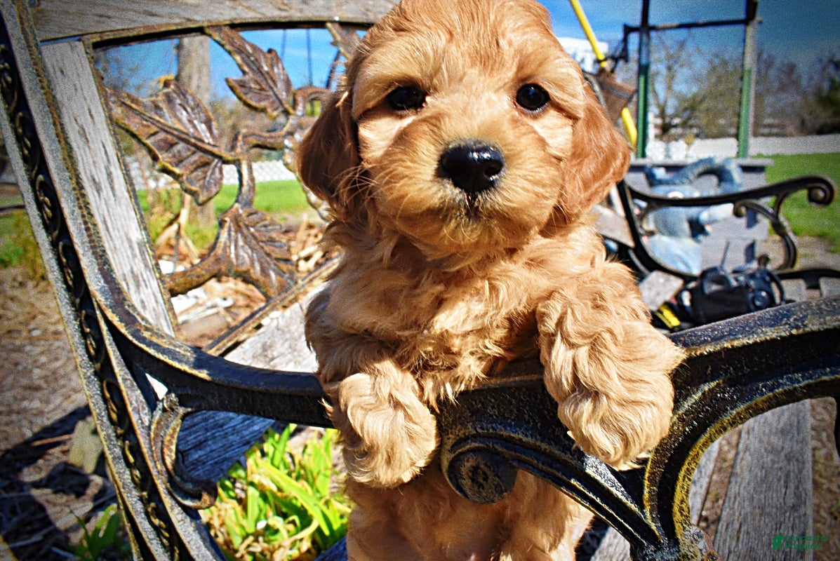 Havapoo dogs Mercedes - Ad 8