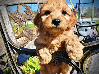 Havapoo dogs Mercedes - Ad 5