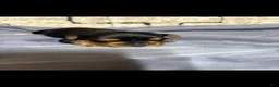 Yorkshire Terrier dogs for sale: Yorkshire Terrier 2 - Ad 3