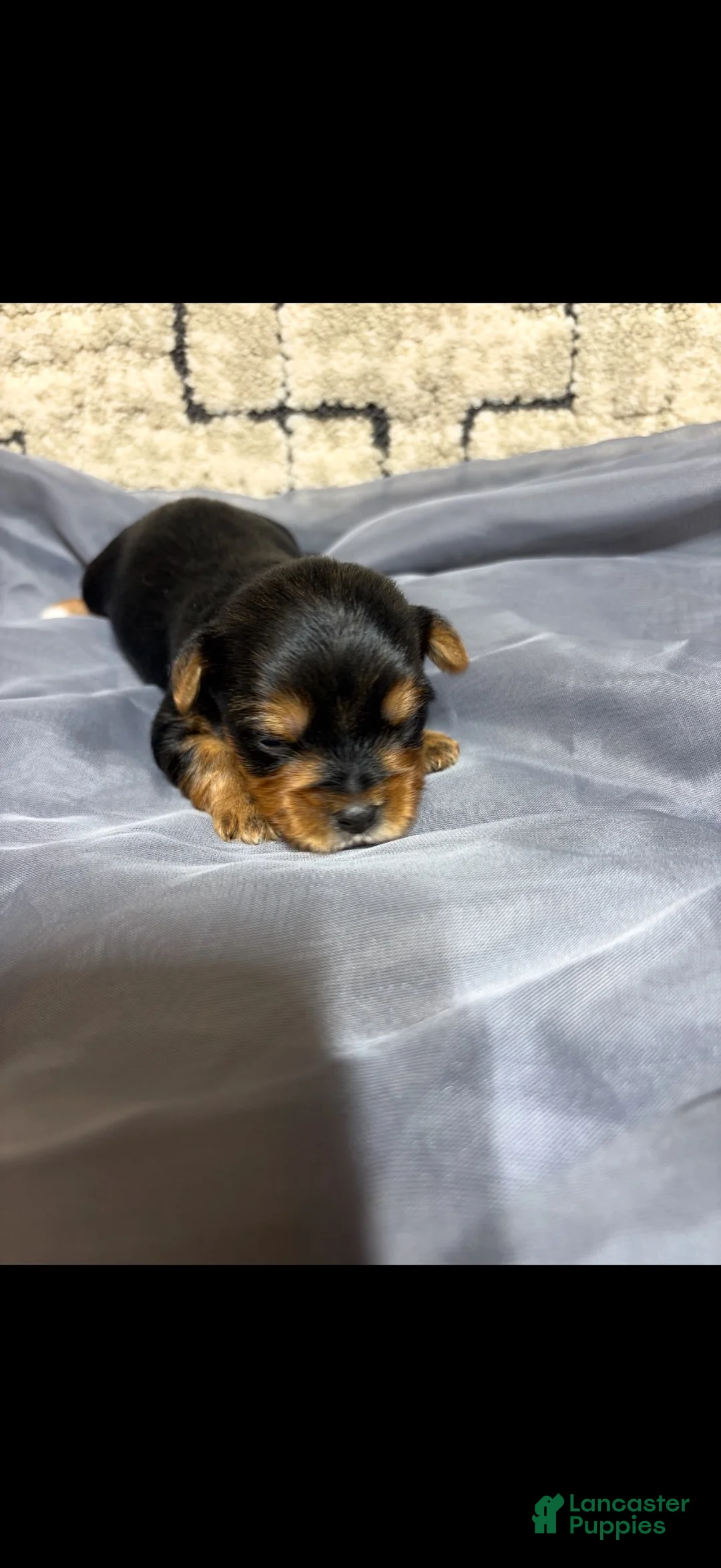 Yorkshire Terrier dogs for sale: Yorkshire Terrier 2 - Ad 3