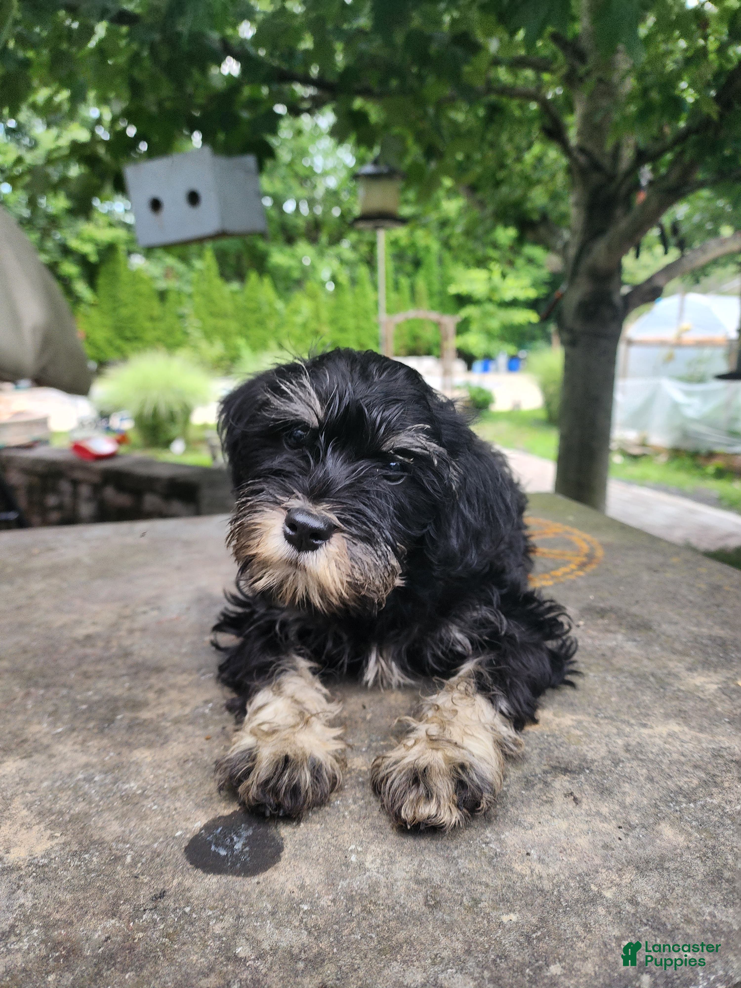 Miniature Schnauzer dogs GIGI - Ad 1