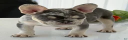 French Bulldog dogs for sale: Debi - Ad 4