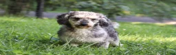 Cavapoo dogs for sale: Rubble - Ad 9