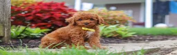 Miniature Poodle dogs for sale: Finn - Ad 4