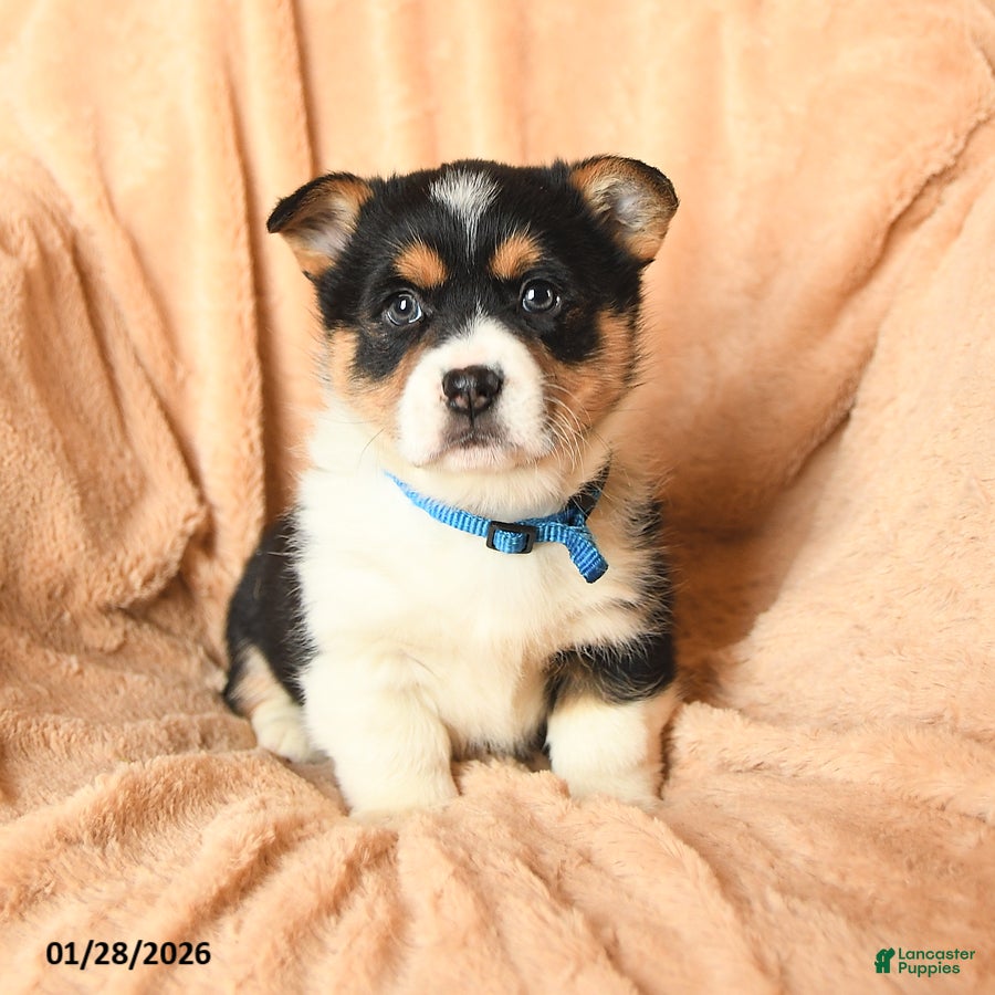 Welsh Corgi Pembroke dogs Daisy - Ad 2