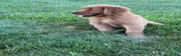 Golden Retriever dogs for sale: Rocco - Ad 3