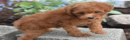 Miniature Poodle dogs for sale: Peanut - Ad 4