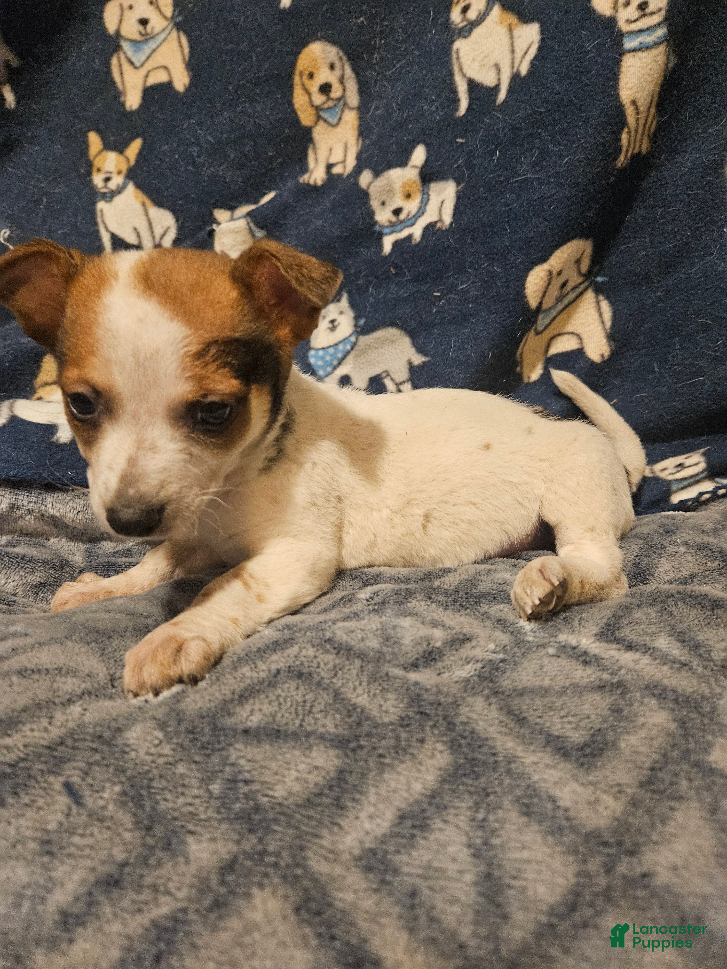Chihuahua dogs Princess "T-Cup" - Ad 19