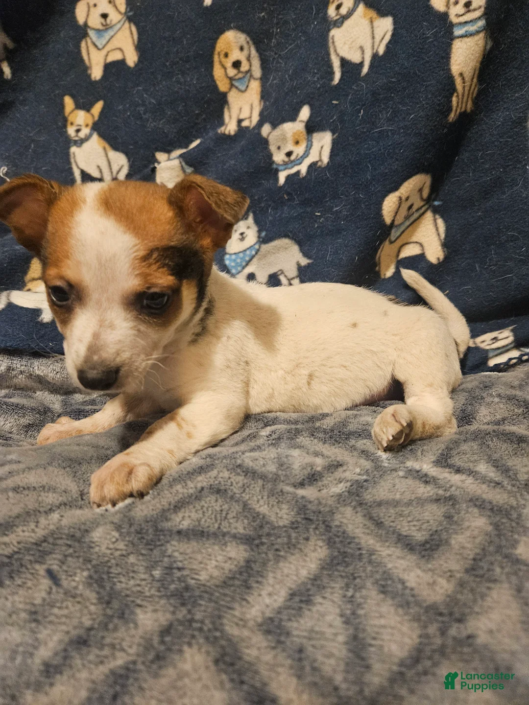 Chihuahua dogs for sale: Princess "T-Cup" - Ad 1