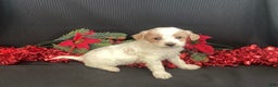 Mini Goldendoodle dogs for sale: Walker - Ad 8