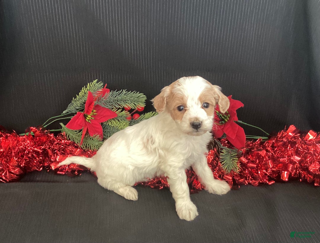 Mini Goldendoodle dogs for sale: Walker - Ad 8