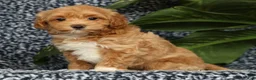 Havapoo dogs for sale: Tasha - Ad 4