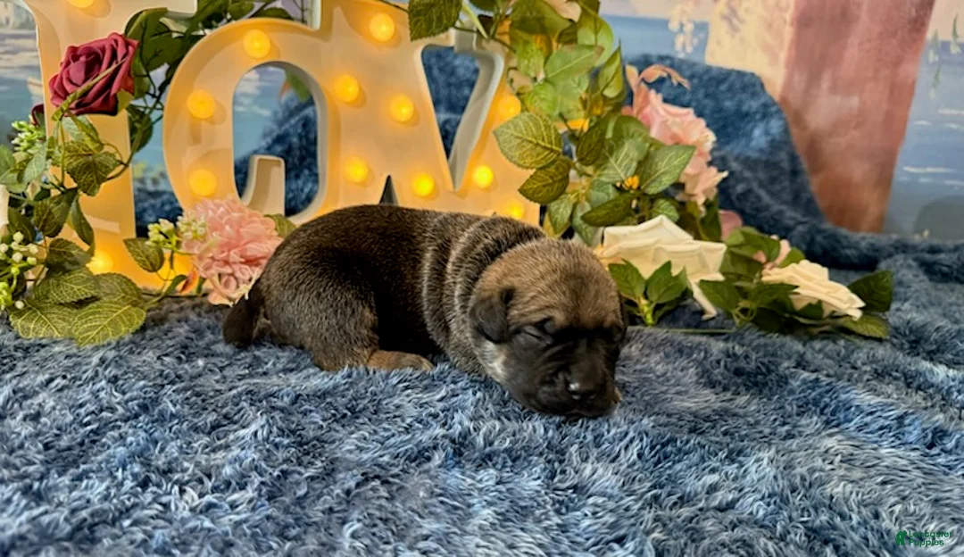 Cane Corso dogs for sale: Lily - Ad 1