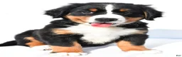 Bernese Mountain Dog dogs for sale: Phoebe - Ad 5
