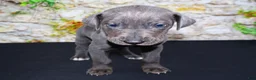 Great Dane dogs for sale: Woogie - Ad 17