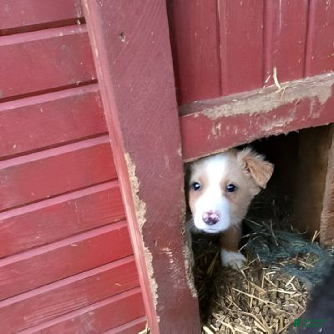 English Shepherd dogs for sale: Shiloh English Shepherd  - Ad 3