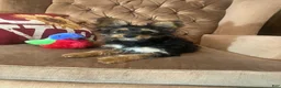 Morkie dogs for sale: Morkie 1 - Ad 5