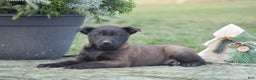 Belgian Malinois dogs for sale: Romeo - Ad 3