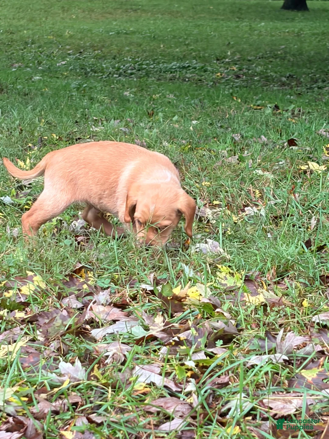 Mixed Breed dogs for sale: Mixed Breed 5 - Ad 3