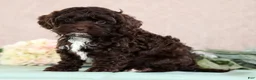 Cockapoo dogs for sale: Larry - Ad 1