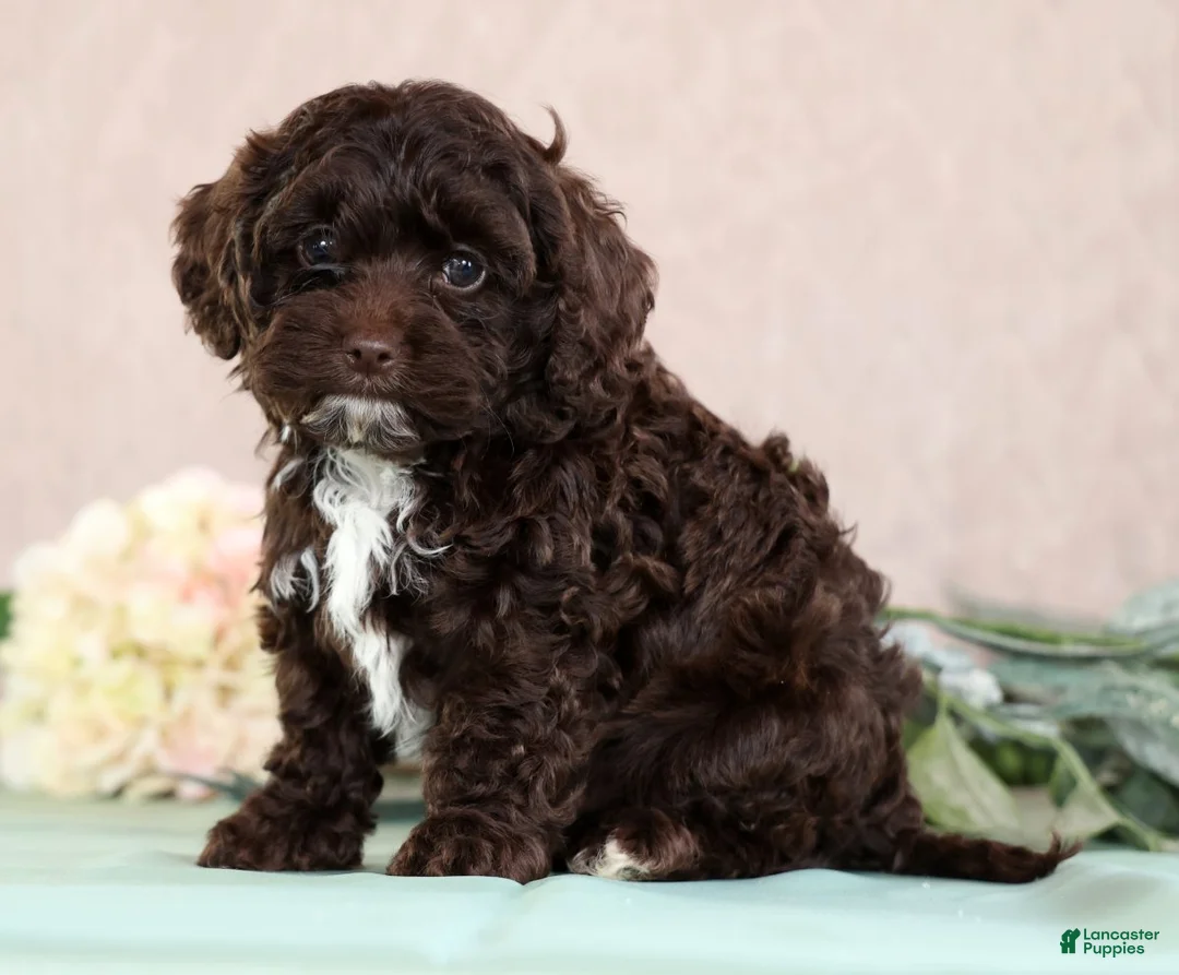 Cockapoo dogs for sale: Larry - Ad 1
