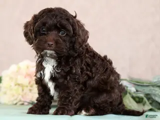 Cockapoo dogs for sale: Larry - Ad 1