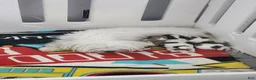 Morkie dogs for sale: Morkie 3 - Ad 7