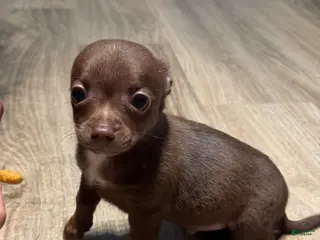 Chihuahua dogs for sale: Apollo - Ad 3