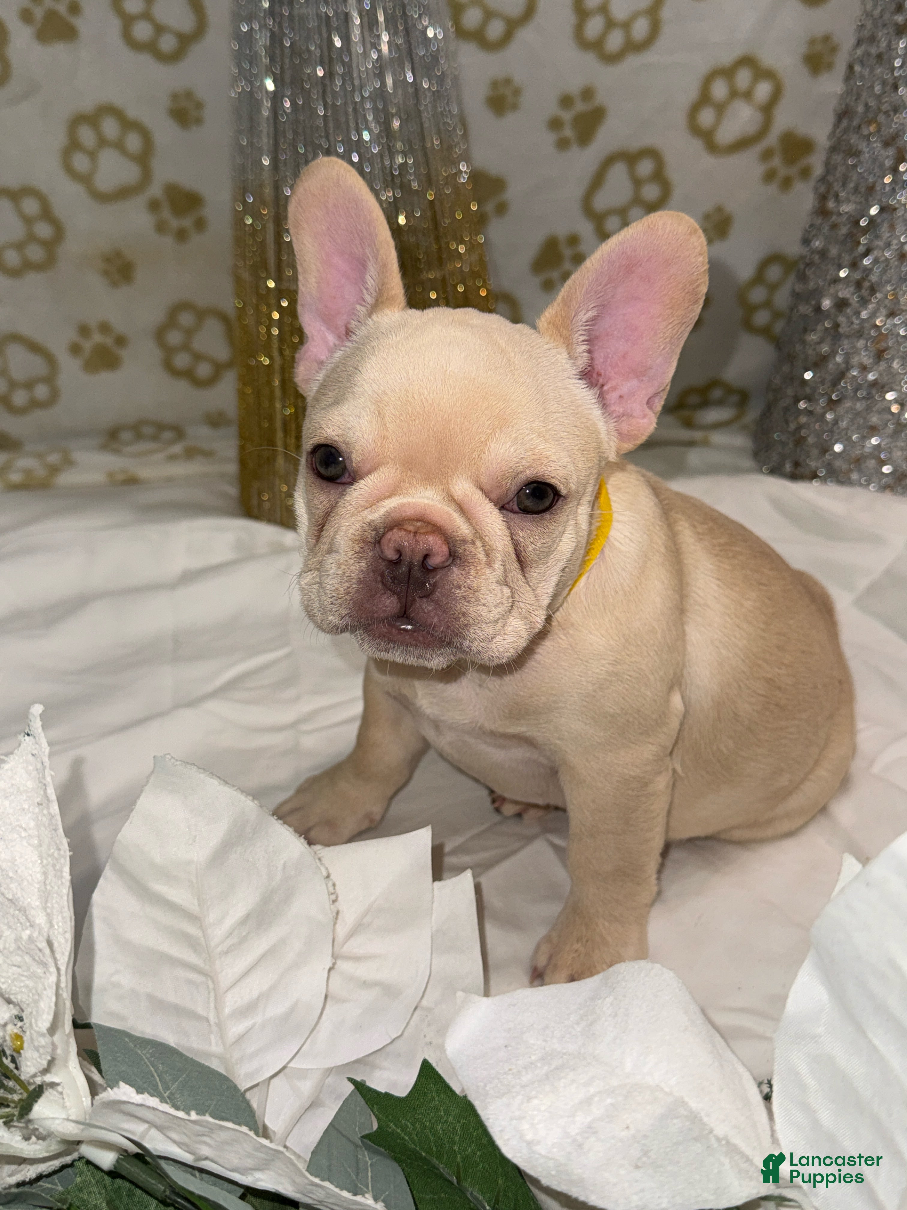 French Bulldog dogs Storm  - Ad 4