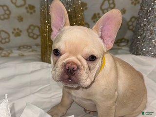 French Bulldog dogs Storm - Ad 6