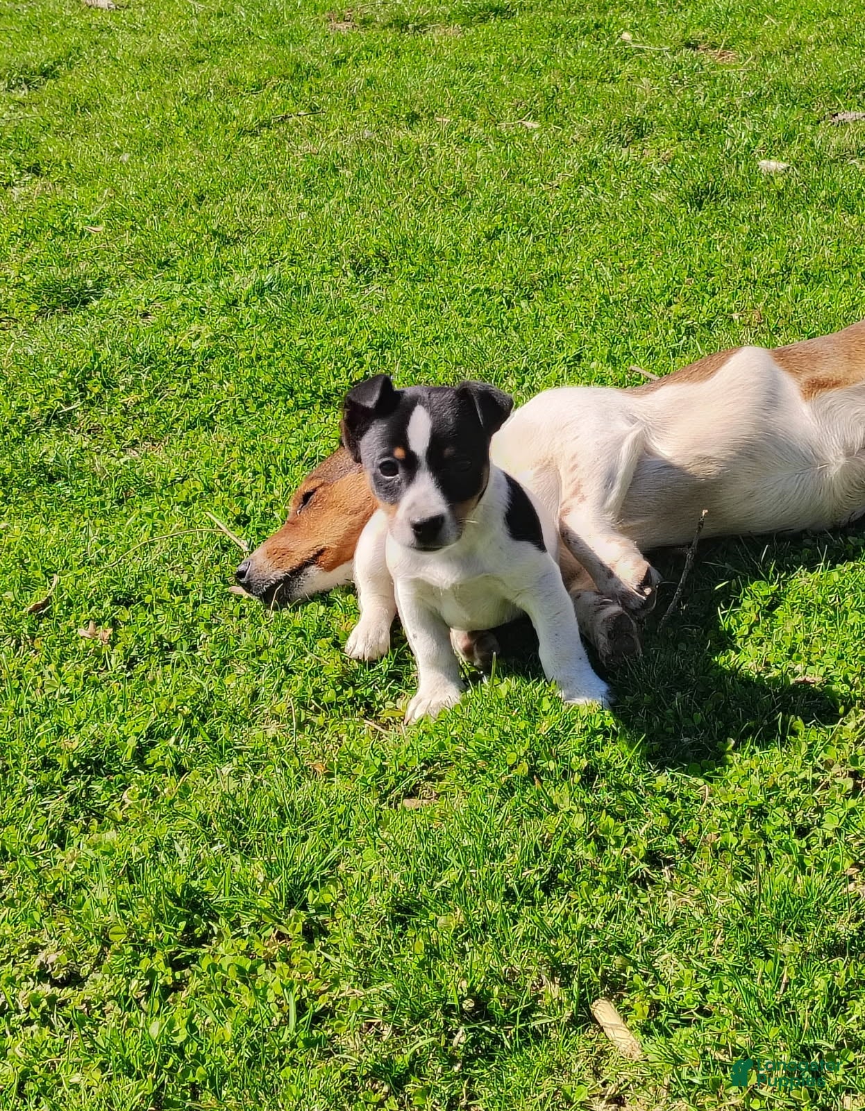 Jack Russell Terrier dogs Japser - Ad 1