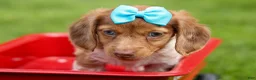 Miniature Dachshund dogs for sale: OLIVER - Ad 19