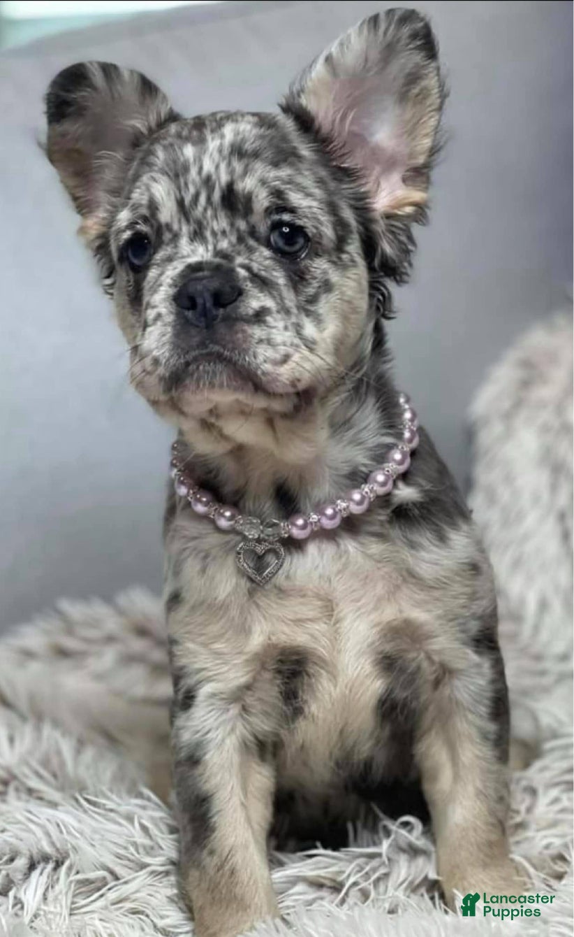 French Bulldog dogs for sale: Onyx - Ad 3