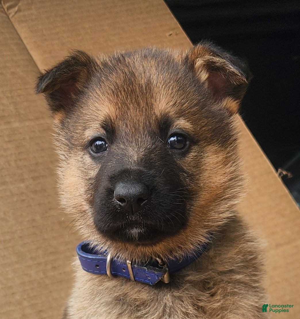 German Shepherd dogs TRUCUTU  - Ad 1