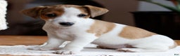 Jack Russell Terrier dogs for sale: Theresa  - Ad 2