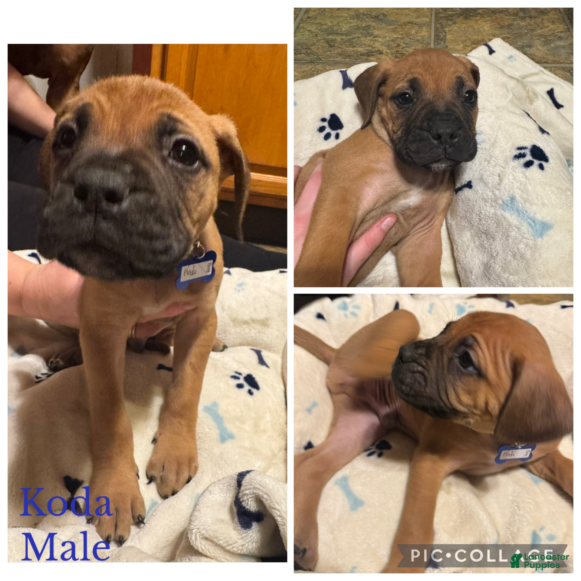 Bullmastiff dogs Bullmastiff Puppy 5 - Ad 3