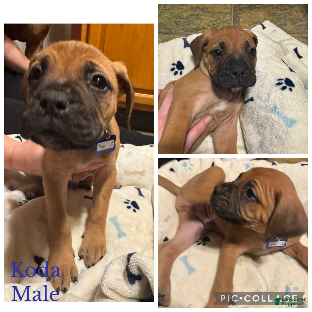 Bullmastiff dogs for sale: Bullmastiff Puppy 5 - Ad 1