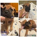 Bullmastiff Puppy 5