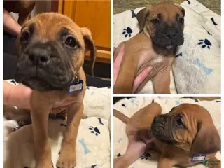 Bullmastiff dogs Bullmastiff Puppy 5 - Ad 6