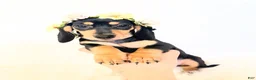 Miniature Dachshund dogs for sale: AKC Zoey - Ad 5