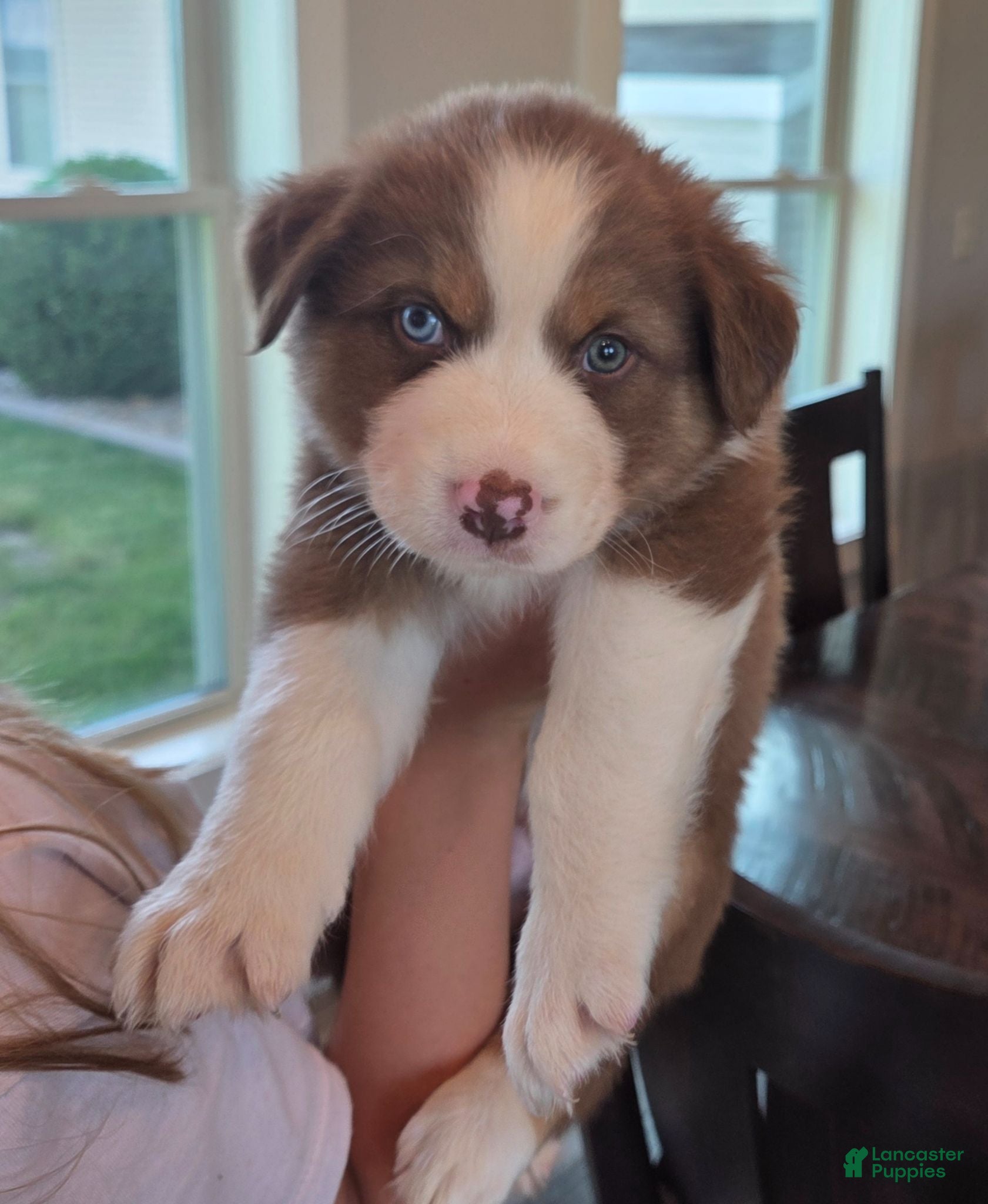 Australian Shepherd dogs Copper Ridge - Ad 2