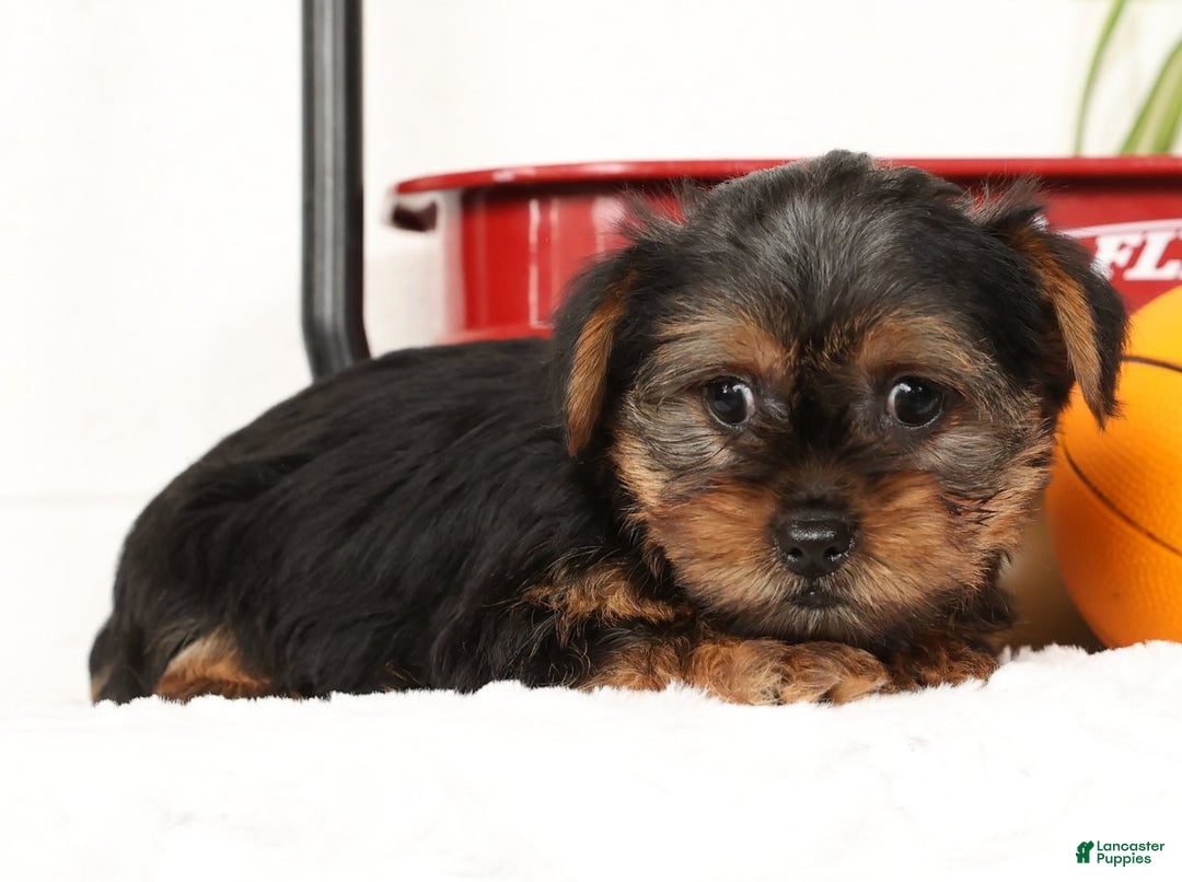 Yorkshire Terrier dogs for sale: Bowie - Ad 3