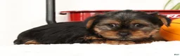 Yorkshire Terrier dogs for sale: Bowie - Ad 13