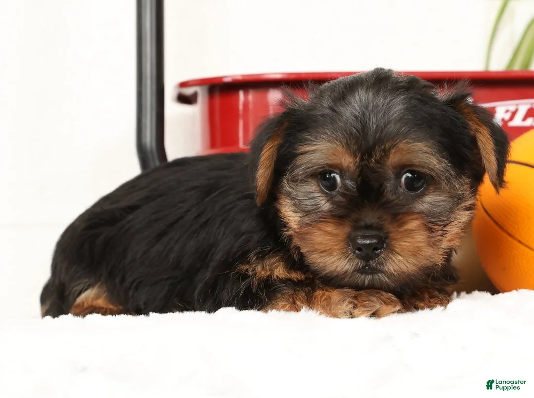 Yorkshire Terrier dogs for sale: Bowie - Ad 13