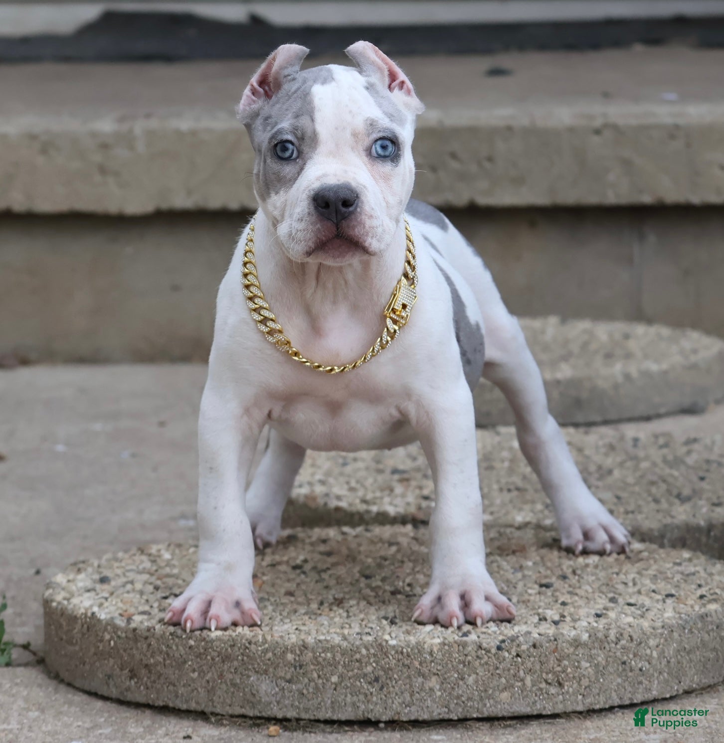 American Bully dogs Azalea - Ad 1
