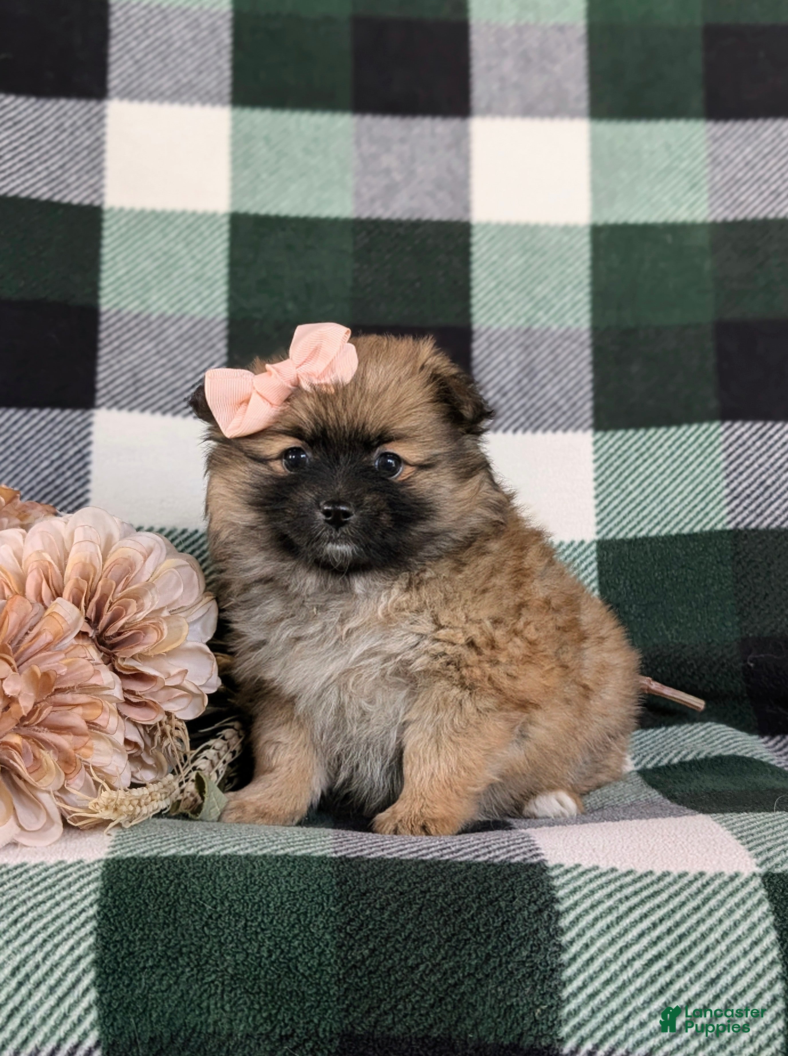 Pomeranian dogs Tiffany - Ad 1