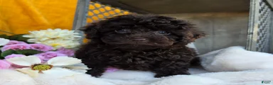 Callie