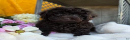 Toy Poodle dogs for sale: Callie - Ad 1