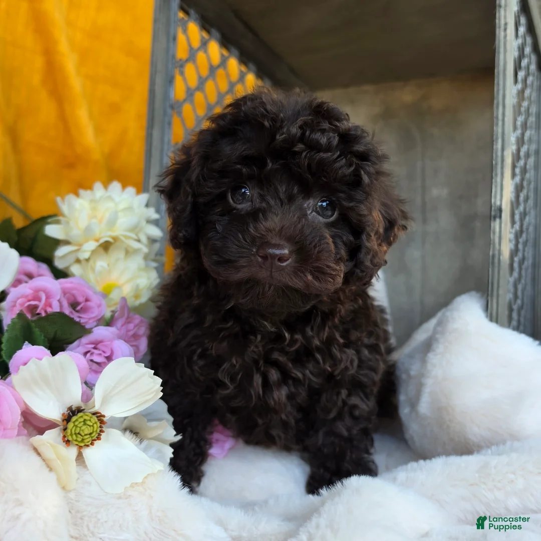 Toy Poodle dogs for sale: Callie - Ad 1